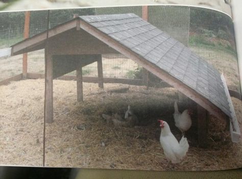 Chicken Shelter From Rain, Chicken Shelter Ideas, Chicken Shelter, Sheep Shelter, Chicken Fence, Easy Chicken Coop, Chicken Barn, Shelter Ideas, Poultry House