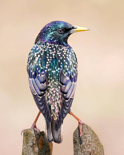 European Starling, Common Starling, Backyard Birds, All Birds, Bird Pictures, Pretty Birds, Starling, Colorful Birds, Cute Birds