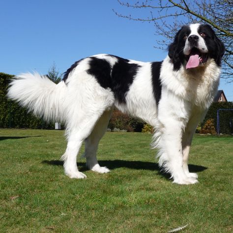 Landseer ECT Worlds Largest Dog, Landseer Dog, Dog Oc, Anime Puppy, Puppies Pictures, Newfoundland Puppies, Newfoundland Dogs, Every Dog Breed, Dogs Stuff