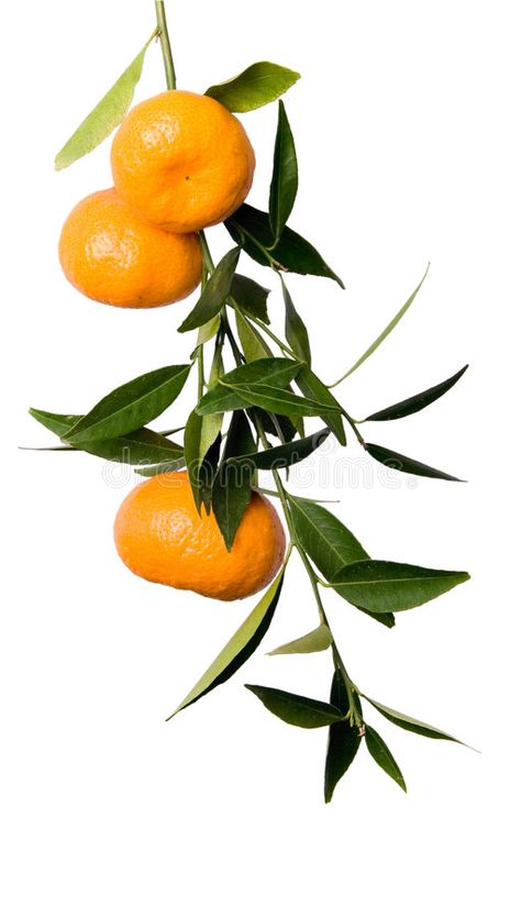 Mandarin branch. Branch of tangerines isolated on white , #spon, #Branch, #branch, #Mandarin, #white, #isolated #ad Orange Tree Branch, Orange Branch, Branch Drawing, Iphone Wallpaper Violet, Citrus Plant, Fruit Painting, 수채화 그림, Orange Tree, Fruit Plants