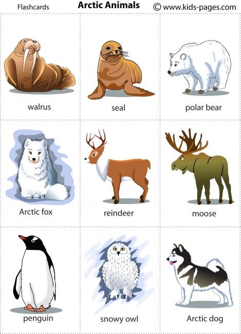 Arctic Animals Polar Animals Preschool, Arctic Animals Preschool, Urs Polar, Winter Unit, Animal Flashcards, Animal Worksheets, Polar Animals, Kids Pages, Winter Preschool