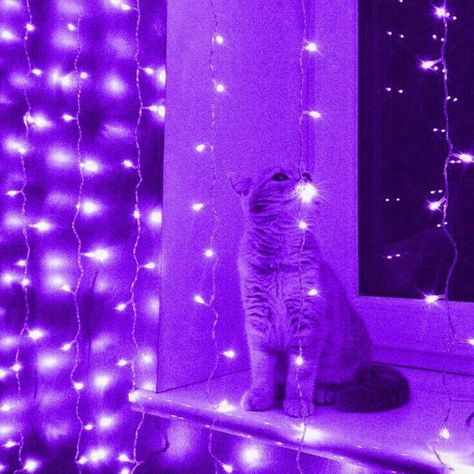 Purple Cat Aesthetic, Dark Purple Room, Black And Purple Wallpaper, Dark Purple Wallpaper, Violet Aesthetic, Purple Animals, Purple Vibe, Lavender Aesthetic, Purple Rooms