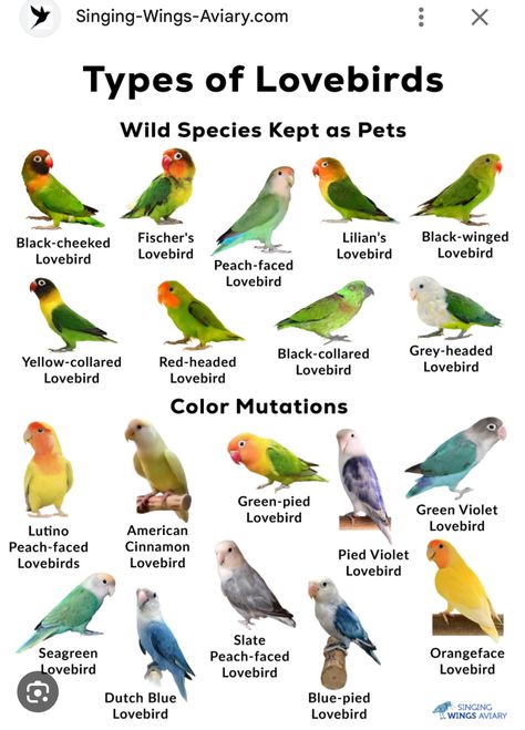 Singing Training, Best Pet Birds, Love Birds Pet, Types Of Pet Birds, African Lovebirds, Birds Pictures, Homemade Bird Houses, Finches Bird, Bird Types