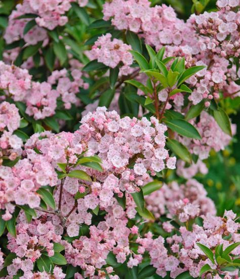 State flower of Connecticut, Kalmia Latifolia (Mountain Laurel) is a broadleaf evergreen shrub that gets covered with abundant clusters of bright pale pink flowers, opening from deeper pink buds and lasting for several weeks in late spring and early summer. Kalmia Latifolia, Landscaping Shrubs, Broadleaf Evergreen, Fragrant Garden, Mountain Laurel, Hummingbird Garden, Traditional Garden, Buy Plants, Flowering Shrubs