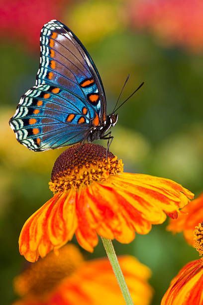 18 Best Fall Flowers and Plants - Flowers That Bloom in Autumn Beautiful Butterfly Pictures, Beautiful Butterfly Photography, Butterfly Species, Flying Flowers, Butterfly Photos, Beautiful Bugs, Butterfly Pictures, Airbrush Art, Butterfly Painting