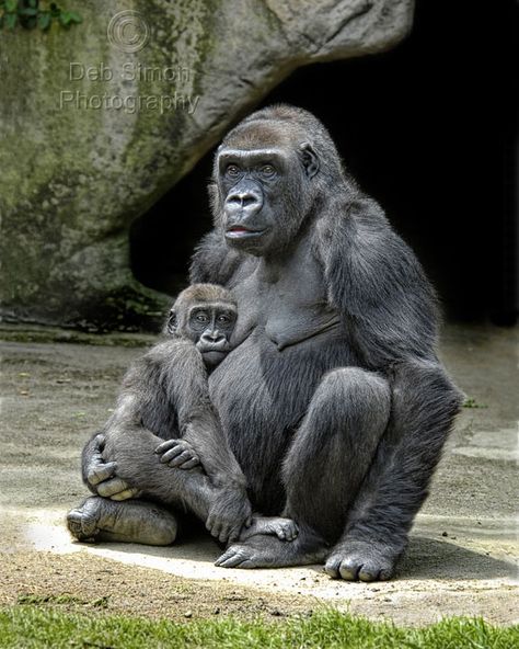 The Western Gorilla is Critically Endangered after the Western Lowland Gorilla subspecies suffered a decline of more than 60%. Hunting & deaths caused by Ebola were the main causes of decline & continue to affect the population. The Western Lowland Gorilla makes up most of the Western Gorilla population. The other subspecies Cross River Gorilla was listed as Critically Endangered in 1996. With less than 200 mature adults remaining & ongoing habitat loss it is still Critically Endangered. Cross River Gorilla, Gorillas In The Mist, Western Lowland Gorilla, Baby Gorillas, Ape Monkey, Endangered Wildlife, Mountain Gorilla, Cross River, Great Ape