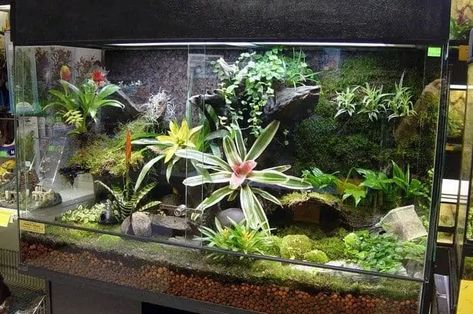 30+ DIY Fish Tank Projects to Transform Your Room Into A Tropical Paradise Swamp Terrarium, Fish Tank Garden, Build A Terrarium, Large Terrarium, Open Terrariums, Fish Tank Terrarium, Diy Succulent Terrarium, Diy Fish Tank, Beautiful Terrariums