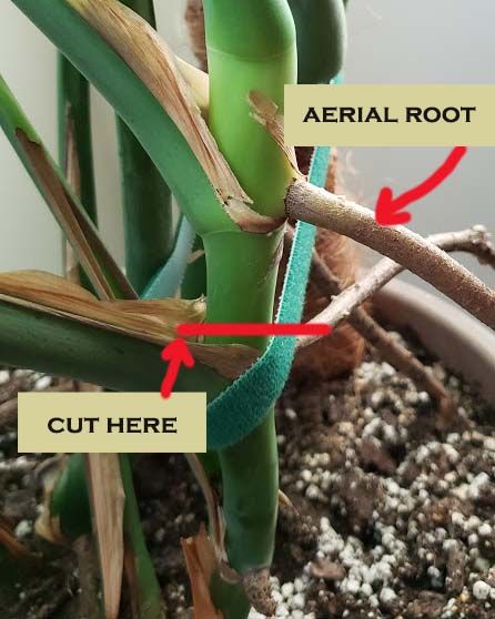 Monstera Plant Hacks, Monstera Plant Styling, Propergate Monstera, Propagate Monstera In Water, How To Repot Monstera Deliciosa, How To Separate Monstera Plant, How To Tie Up Monstera Plant, Monsters Propagation, When To Repot Monstera Plant