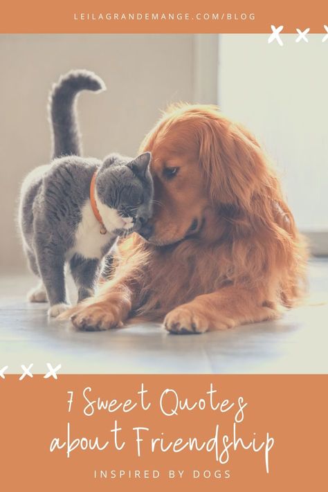 Cat And Dog Friendship Quotes, Dog Friendship Quotes, Sweet Friendship Quotes, Better Friends, Quotes About Friendship, Gilda Radner, Friendship Quote, About Friendship, If Rudyard Kipling