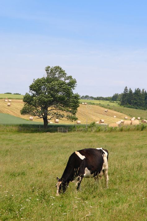 Farm Cow. A cow grazing in a farm field with hay bales in the distance #Sponsored , #ad, #Advertisement, #cow, #Farm, #bales, #grazing Cow Grazing, Cow Photos, Future Farms, Cow Farm, Cow Pictures, Farm Field, Southern Life, Farm Cow, Hay Bales