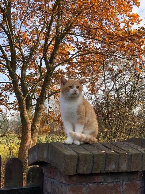 Autumn Kitten Aesthetic, Autumn Cats Aesthetic, Autumn Aesthetic Animals, Fall Cats Aesthetic, Allycore Aesthetic, Autumn Cat Aesthetic, Cats In Fall, Autumn Morning Aesthetic, Fall Cat Aesthetic