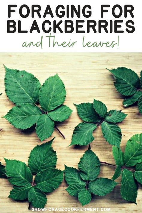 Summer Foraging, Herbal Bitters, Dehydrator Ideas, Medicinal Herbs Remedies, Foraging Guide, Wild Blackberries, Learning Herbs, Medicinal Weeds, Food Foraging