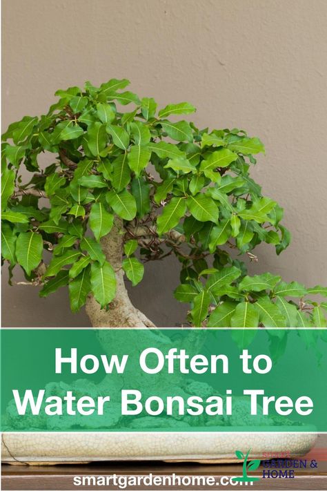 Angel Plant, Goldfish Plant, Bonsai Pruning, Bonsai Care, Bonsai Tree Care, Bonsai Techniques, Bonsai Soil, Succulent Bonsai, Indoor Bonsai