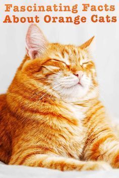 Orange Cat Facts, Orange Tabby Cat Art, Orange Cat Quotes, Orange Cat Personality, Orange Tabby Cats Aesthetic, Orange Cats Funny, Orange Tabby Kittens, Fluffy Orange Cat, Yellow Tabby Cat