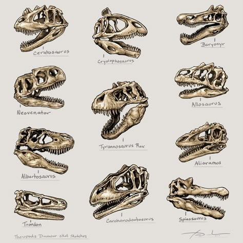 Allosaurus Skull, Skulls Illustration, Animal Infographic, Prehistoric Animals Dinosaurs, Dinosaur Facts, Dinosaur Tattoos, Prehistoric Wildlife, Dinosaur Posters, Dinosaur Illustration