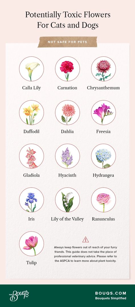 List of Non-Toxic Flowers That May Be Safe for Your Pets | Bouqs Blog Toxic Flowers, Pollinator Garden Design, Toxic To Cats, List Of Flowers, Be Dangerous, Dog Branding, Curious Creatures, Pollinator Garden, African Violets