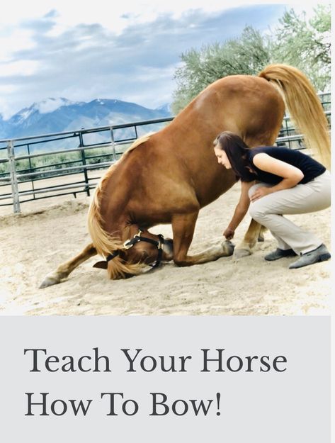 Horse Tricks Ideas, Easy Tricks To Teach Your Horse, How To Teach Your Horse To Bow, Ground Work Exercises Horse, Horse Tricks Training, Tricks To Teach Your Horse, Horse Desensitizing Ideas, Liberty Horse Training, Horse Stretches