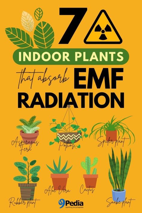 7 Best Indoor Plants that Absorb EMF Radiation Plants That Absorb Emf, Emf Protection Plants, Plants That Absorb Radiation, Radiation Poisoning, Spray Paint Techniques, Cell Phone Radiation, Booklet Template, Radiation Exposure, Emf Radiation