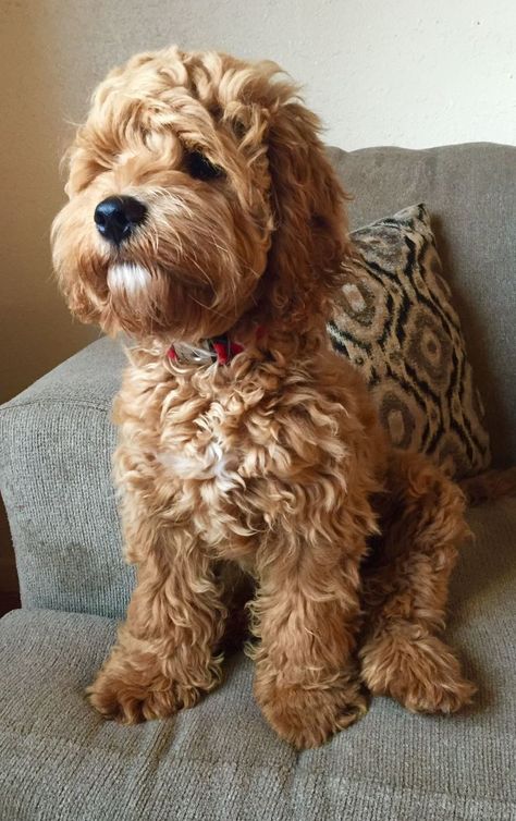 Cockapoo Haircut, Female Dog Names, Cockapoo Dog, Cockapoo Puppies, Psy I Szczenięta, Mini Goldendoodle, Yorkshire Terrier Puppies, Goldendoodle Puppy, Doodle Dog