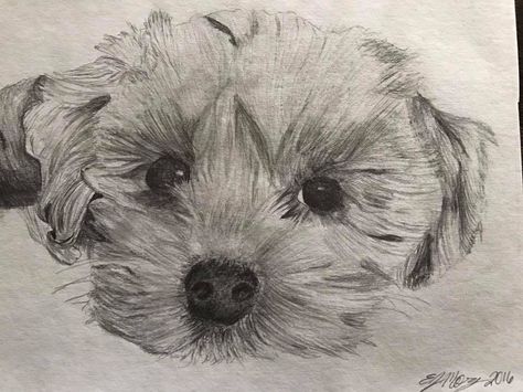 Havanese Dog Tattoo, Havanese Dogs Drawings, Marvel Art Drawings, Drawing Rocks, Bichon Havanais, Cavachon Puppies, Dog Pen, Dog Sketch, Ballet Art