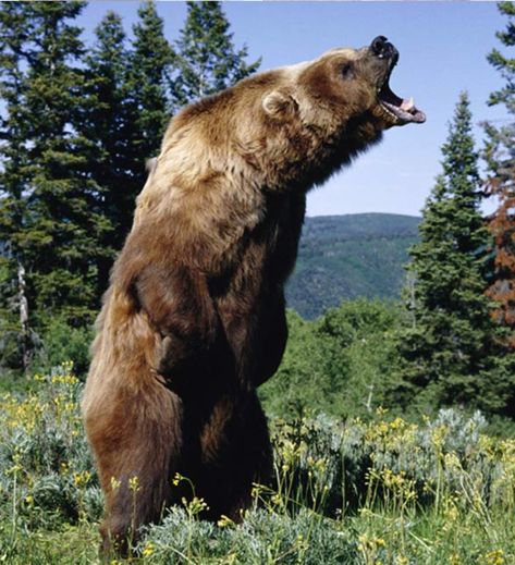 Kodiak Brown Bear Kodiak Grizzly Bear, Bear Poses Reference, Kodiak Brown Bear, Photo Ours, Disney Animal Kingdom Lodge, Kodiak Bear, Disney Animal Kingdom, Bear Attack, Bear Photos