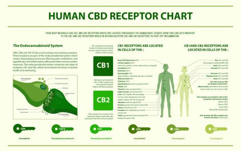 Peripheral Nervous System, Cbd Oil Benefits, Health Disease, Endocannabinoid System, Musculoskeletal System, Infographic Illustration, Medical Science, Alternative Medicine, Cbd Oil