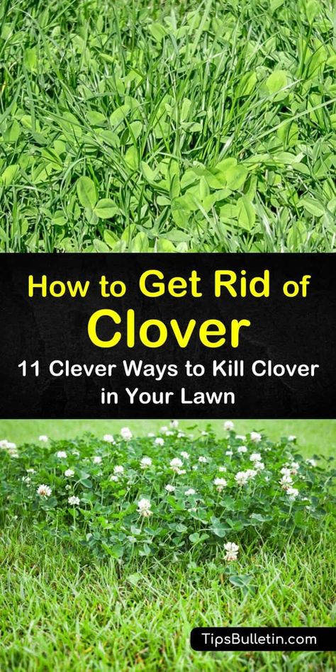 Considered a perennial weed, clover is not something most gardeners want in flower beds or grass. Luckily, there are several methods you can adopt to control clover and keep it from spreading. #getridofclover #clover #killclover Clover And Grass Lawn, Clover Lawn How To Grow, Clover Yard Lawn Alternative, Grass Seed Tips How To Grow, How To Prevent Weeds In Flower Beds, Yard Upgrades, How To Kill Clover In Grass Lawn, Yard Hacks, Ground Cover That Chokes Out Weeds