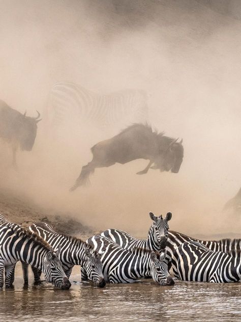 Wild Animals Photography Amazing Pictures National Geographic, Nat Geo Photography, Nature Exhibition, National Geographic Photo Contest, Nat Geo Wild, National Geographic Photography, Wild Water, National Geographic Photographers, Swimming With Whale Sharks