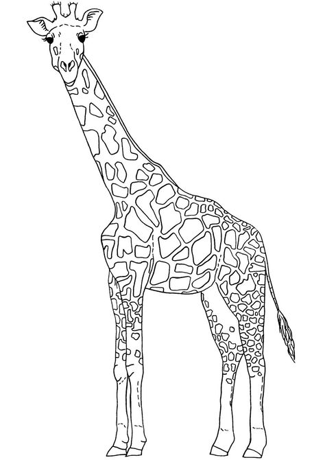 Giraffe Outline, Giraffe Images, Giraffe Coloring Pages, Outline Pictures, Giraffe Colors, Giraffe Drawing, Giraffe Art, Pokemon Coloring Pages, Drawing Clipart