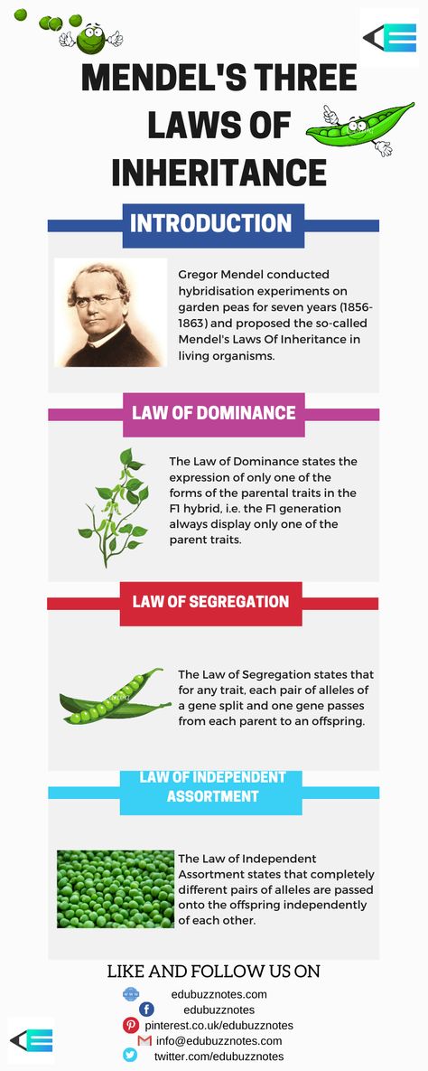 Mendel proposed three Laws Of Inheritance in living organisms, called Mendel's Laws Of Inheritance. They are - (1) Law of Dominance, (2) Law of Segregation and (3) Law of Independent Assortment. The Law of Dominance states the expression of only one of the forms of the parental traits in the F1 hybrid. The Law of Segregation states that for any trait, each pair of alleles of a gene split and one gene passes from each parent to an offspring. Mendel Law Of Inheritance, Law Of Segregation Mendel, Principal Of Inheritance And Variation Notes, Mendelian Genetics Notes, Genetics Worksheet, Gregor Mendel, Medical Terminology Study, Bio Notes, Garden Peas