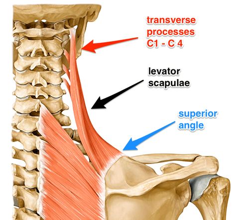 Scapula Exercises, Levator Scapulae, Shoulder Anatomy, Occipital Neuralgia, Vertebral Artery, Cervical Pain, Forward Head Posture, Neck Exercises, Human Body Anatomy