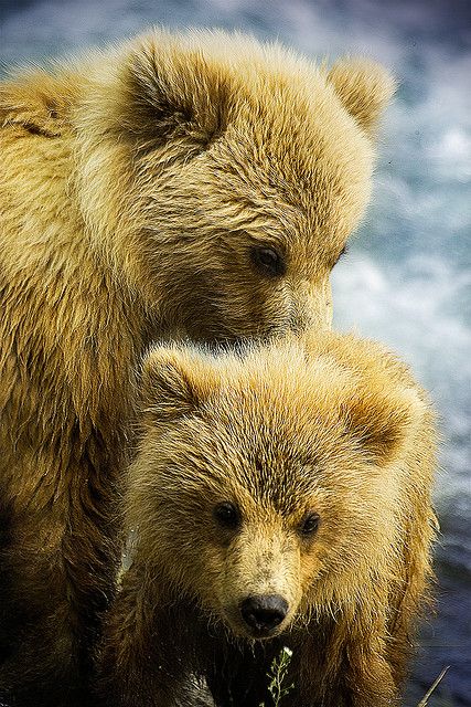 Baby bear cubs. Beautiful. In fact, I can't resist it!!! Baby Bear Cub, Yellow Animals, Golden Bear, Brown Bears, Bear Cubs, Grizzly Bear, Baby Bear, Animal Planet, Animal Photo