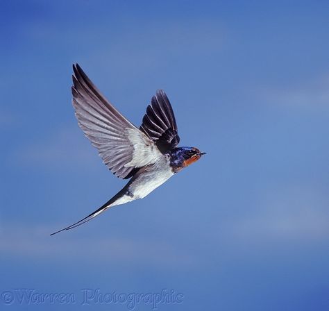 Photograph of Barn Swallow (Hirundo rustica) bringing food to the nest. Rights managed image. Swallow In Flight, Swift Bird, Swallow Bird Tattoos, Wings Artwork, Barn Swallow, Swallow Bird, Flying Birds, Traditional Japanese Art, Bird Silhouette