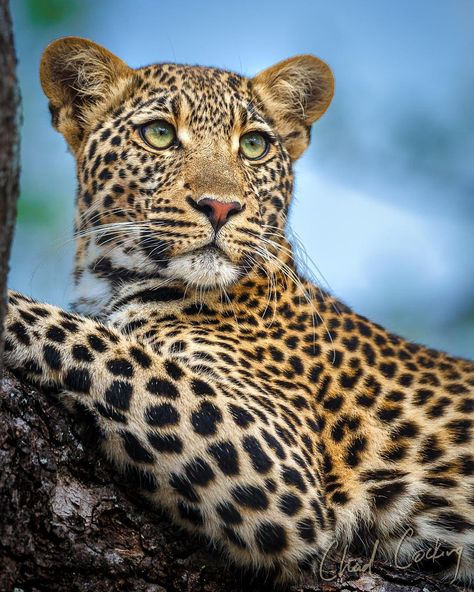 Green eyes #notthecoldplaysong #greeneyes #tingana #leopard #coldplay #coldplayofficial #doubttheywillevenlookatthispost #timbavati… Big Cats Photography, African Leopard, Cat Family, Cat Photography, Wildlife Animals, Snow Leopard, Leopards, Silly Cats, Coldplay