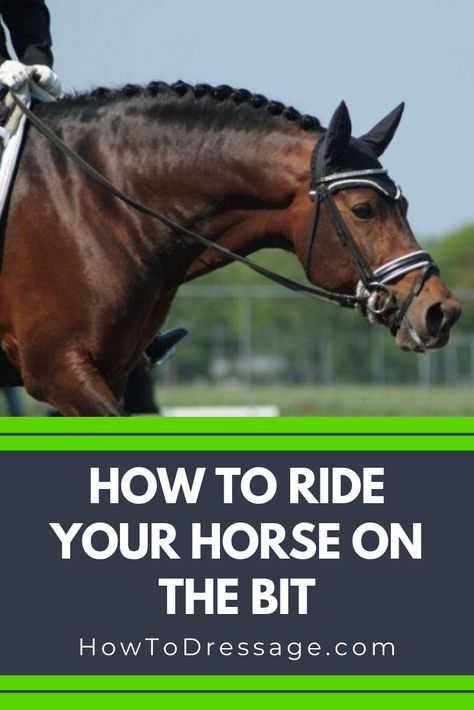 Dressage Tests, Dressage Exercises, Horse Training Exercises, Horseback Riding Tips, Horse Showing, Dressage Training, Riding Tips, Horse Exercises, Horse Riding Tips