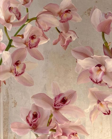 Semper Fidelis — The beauties have been holding up for three weeks... Flowers Icon, Orchid Wallpaper, Semper Fidelis, Pink Aura, Nothing But Flowers, Flower Therapy, Arte Inspo, Foto Inspiration, Aphrodite