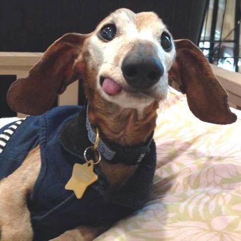 Awwww! Call Photo, Barney Fife, Dog Trends, Andy Griffith, Senior Dogs, Puppies And Kitties, Casting Call, Dachshund Love, Dog Signs