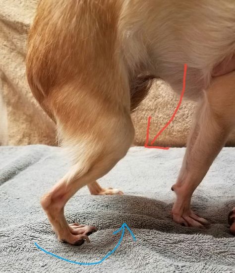 chihuahua-medial-patellar-luxation #dogdiyprojects Deer Chihuahua, Chihuahua Facts, Chihuahua Training, Pretty Puppies, Chihuahua Breeds, Flea Repellent, Chihuahua Owner, Baby Chihuahua, Chihuahua Funny