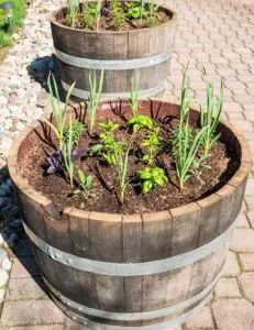 Diy Wine Barrel, Barrel Garden Planters, Plastic Barrel Planter, Whiskey Barrel Planter, Wine Bottle Planter, Wine Barrel Planter, Mushroom Compost, Homestead Gardens, Barrel Planter