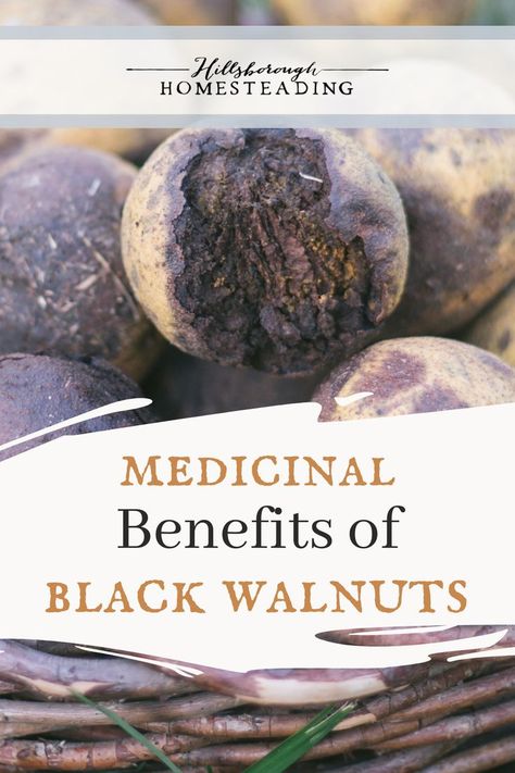 Walnut Hull Benefits, Black Walnut Medicinal Uses, Black Walnuts Harvesting, Black Walnut Wormwood Benefits, Black Walnut Tincture How To Make, Black Walnuts Benefits, Black Walnut Harvesting, Black Walnut Hull Tincture, Black Walnut Salve Recipe