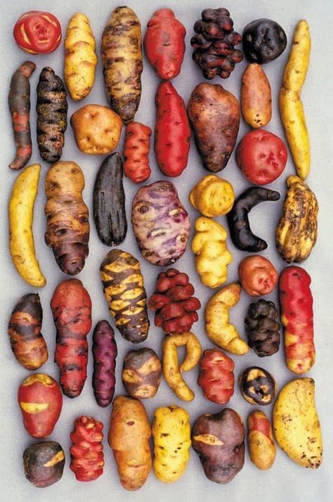 I give you different types of potatoes Peruvian Potatoes, Potato Varieties, Types Of Potatoes, Plantas Bonsai, Growing Potatoes, Fruit And Veg, Korn, Fruits And Veggies, Fruits And Vegetables