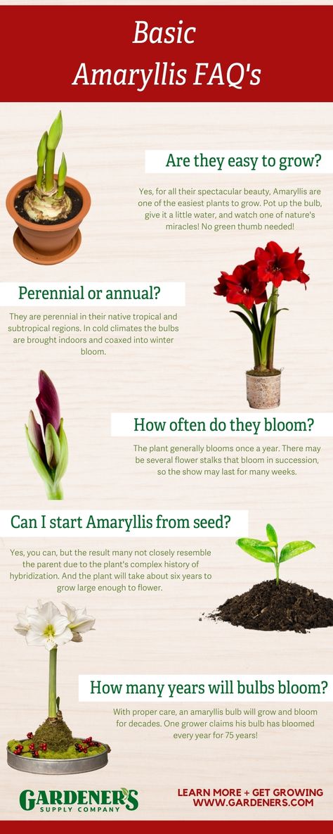 Amaryllis in full bloom are a sight to behold and a quintessential part of winter and holiday decor. Here are the answers to commonly asked questions about how to plant and maintain amaryllis, as well as how to get them to rebloom. Amarilis Flower, Nail Designs Flowers, Art Flower Wallpaper, Amaryllis Arrangement, Amaryllis Care, Amaryllis Christmas, Bulb Planting, Amaryllis Plant, Growing Bulbs