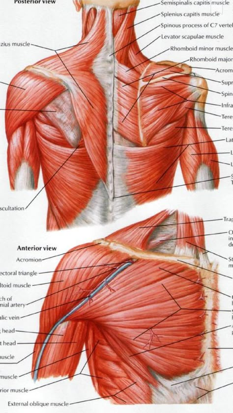 Shoulder muscles diagram Anatomy Muscles Study, Shoulder Muscles Anatomy, Shoulders Anatomy, Back Muscles Anatomy, Muscles Study, Muscles Diagram, Anatomy Shoulder, Muscles Reference, Anatomy Exercise