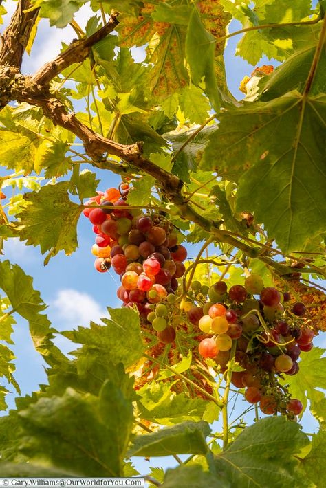 Grape Vine Aesthetic, Grape Garden, Grapes On Vine, Grapes Growing, Church Marketing, Surrey England, Banana Plants, Ministry Ideas, Bible Pictures