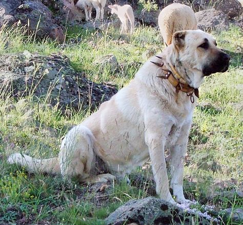 50 Powerful Names For Noble Female Guard Dogs Looking for a regal name for your female guard dog, but Princess seems a little tired and over used? Consider these noble names for your loyal guard dog that evoke protection and medieval majesty for your new defender of the family pack. Farm Dogs Breeds, Kangal Dog, Female Dog Names, Livestock Guardian Dog, Livestock Guardian, Farm Dogs, Cat Spray, Herding Dogs, Large Dog Breeds