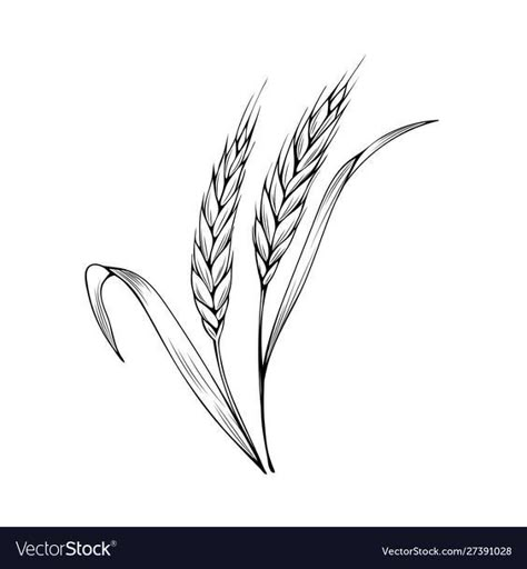 Wheat Illustration, Wheat Drawing, Wheat Tattoo, Monochrome Drawing, Book Vector, Hummingbird Tattoo, Hand Drawn Vector Illustrations, Girly Tattoos, Bakery Shop