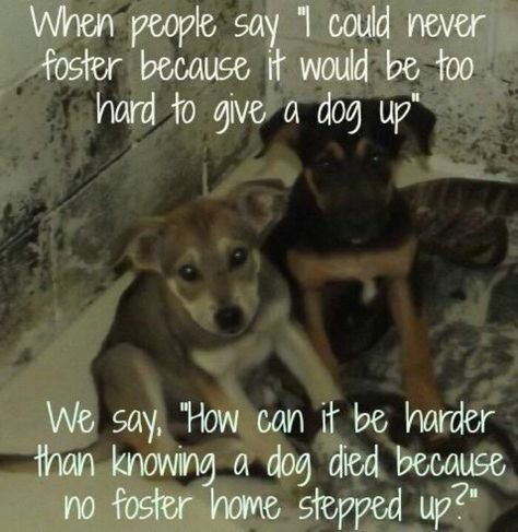 It always upsets me when people say they could never foster an animal because they'd never be able to let it go. So they'd rather it die in a shelter? Foster Dog Quotes, Rescue Quotes, Foster Dogs, Foster Animals, Animal Rescue Center, Dog Died, Foster Dog, Street Dogs, Foster Home