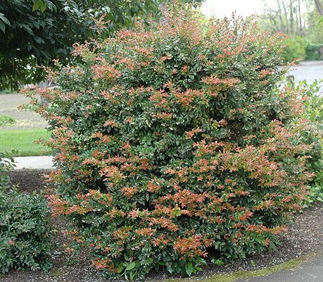 Vaccinium ovatum) Evergreen Huckleberry - 2-3' in sun up to 8-10 ... Vaccinium Ovatum, Evergreen Huckleberry, Huckleberry Plant, Portland Garden, Water Deer, Deer Resistant Plants, Native Plant Gardening, Landscape Plants, Oregon State University