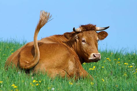 4,206 Cow Tail Stock Photos, Pictures & Royalty-Free Images - iStock Cow Reference Photos, Cows Running, Cow Reference, Cow Tail, Cow Sitting, Animals Reference, Cow Photography, Cow Pose, Barn Animals