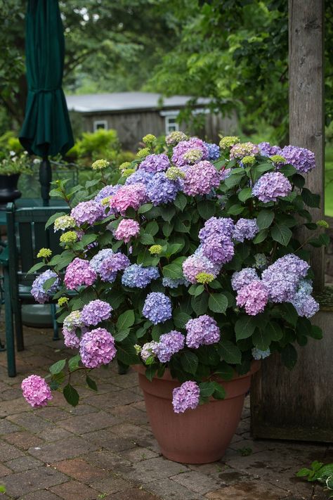 Bloomstruck Hydrangea, Garden Landscaping Design Ideas, Tools Drawing, Balcony Flowers, Container Gardening Flowers, Hydrangea Macrophylla, Balcony Plants, Planting Hydrangeas, Patio Plants